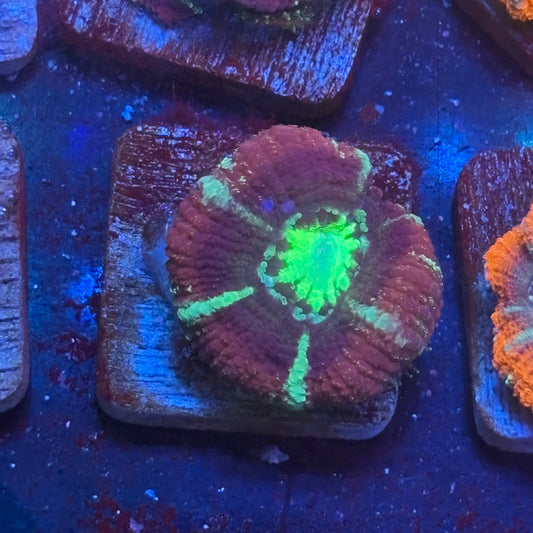 Aquacultured Druid's Breath Asian Acan WYSIWYG J2-C1-M08
