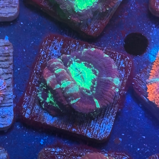 Aquacultured Druid's Breath Asian Acan WYSIWYG J2-C2-M08
