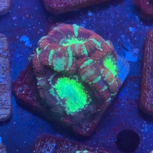 Aquacultured Druid's Breath Asian Acan WYSIWYG J2-C3-M08