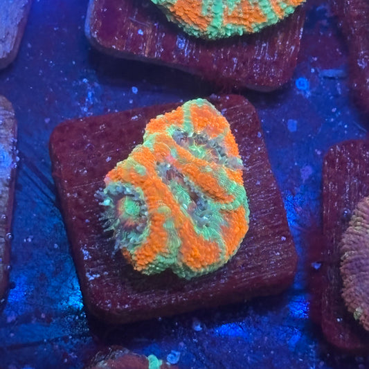 Aquacultured Sour Mint Asian Acan WYSIWYG J2-C4-M08