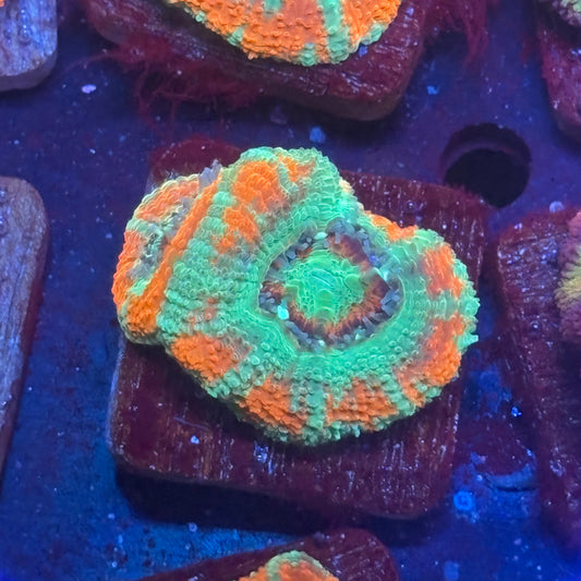 Aquacultured Sour Mint Asian Acan WYSIWYG J2-C5-M08