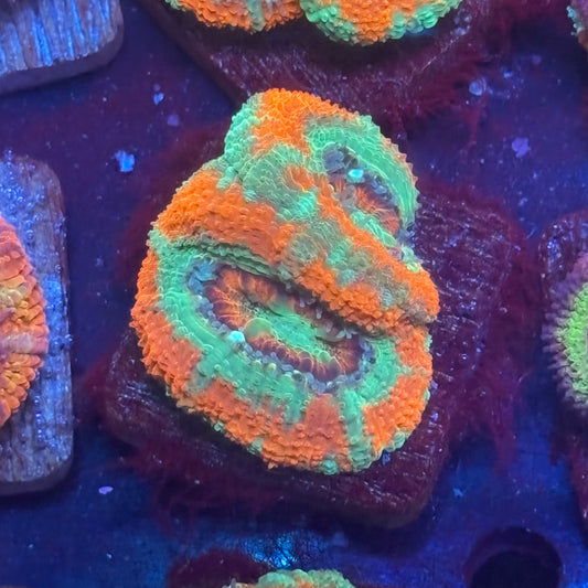 Aquacultured Sour Mint Asian Acan WYSIWYG J2-C6-M08