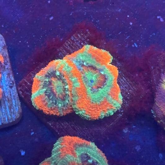 Aquacultured Sour Mint Asian Acan WYSIWYG J2-C7-M08