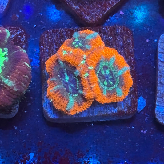 Aquacultured Space Fire Acan WYSIWYG J2-D1-M08