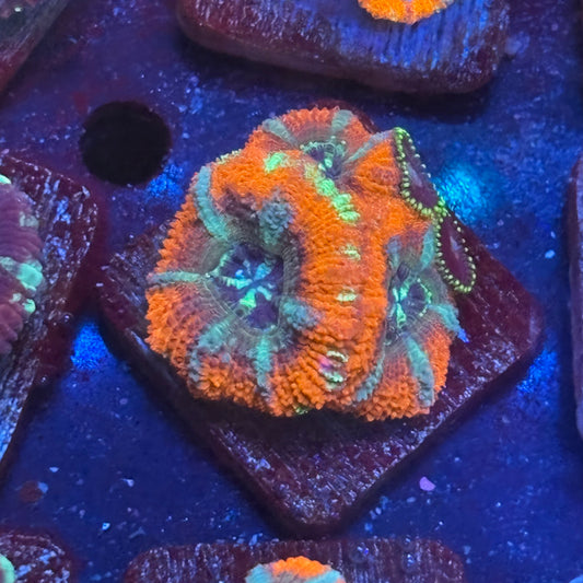 Aquacultured Space Fire Acan WYSIWYG J2-D2-M08