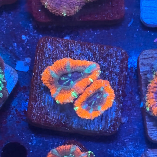 Aquacultured Space Fire Acan WYSIWYG J2-D3-M08