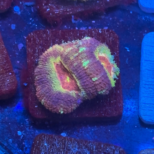 Aquacultured Jungle Wine Acan WYSIWYG J2-D4-M08