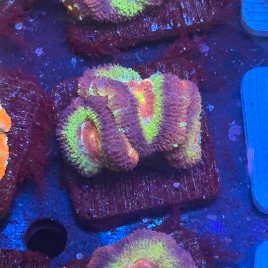 Aquacultured Jungle Wine Acan WYSIWYG J2-D6-M08