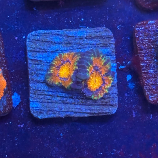 Aquacultured Carnival Crush Acan WYSIWYG J2-E1-M08