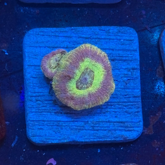 Aquacultured Acan WYSIWYG J2-E4-M08