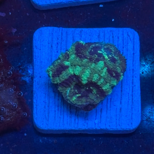 Aquacultured Acan WYSIWYG J2-E5-M08