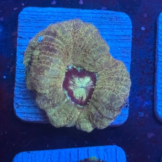 Aquacultured Ghost Gas Asian Acan WYSIWYG J2-E7-M08