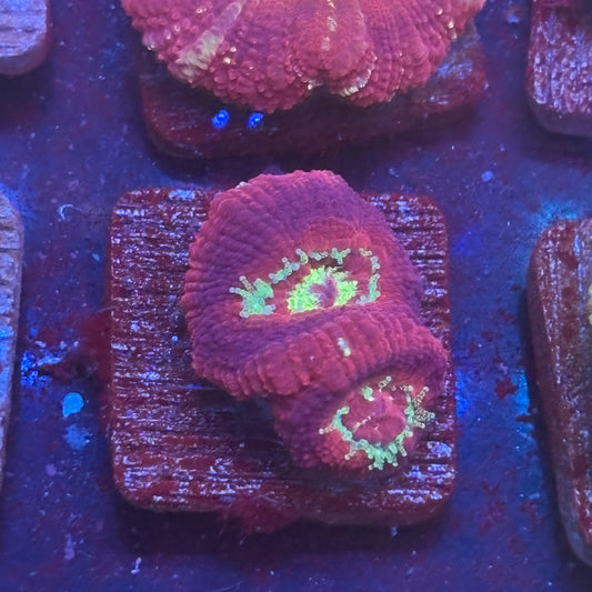 Aquacultured Venom Kiss Asian Acan WYSIWYG J2-F1-M08