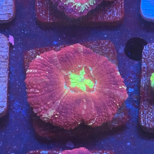 Aquacultured Venom Kiss Asian Acan WYSIWYG J2-F2-M08
