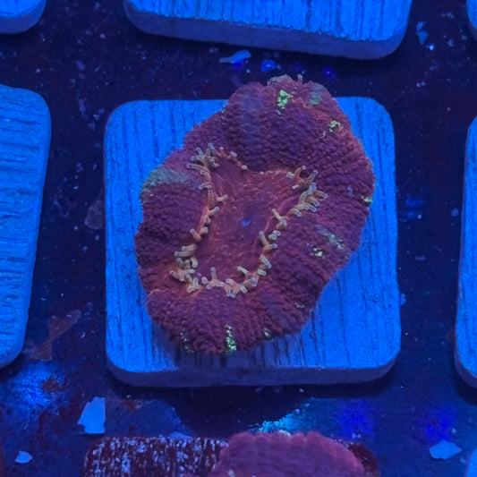 Aquacultured Mermaid's Breath Asian Acan WYSIWYG J2-F4-M08