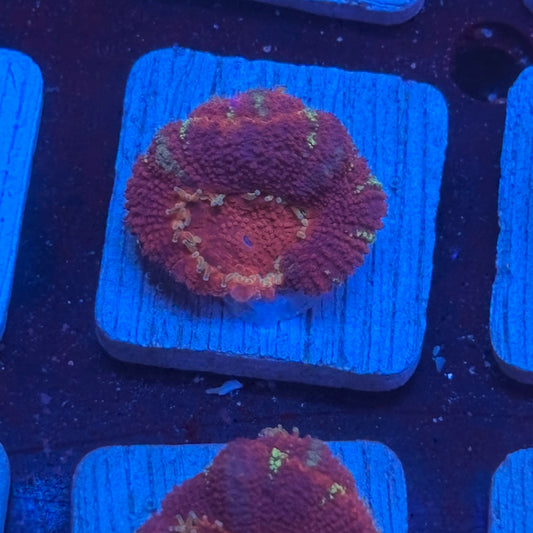 Aquacultured Mermaid's Breath Asian Acan WYSIWYG J2-F5-M08