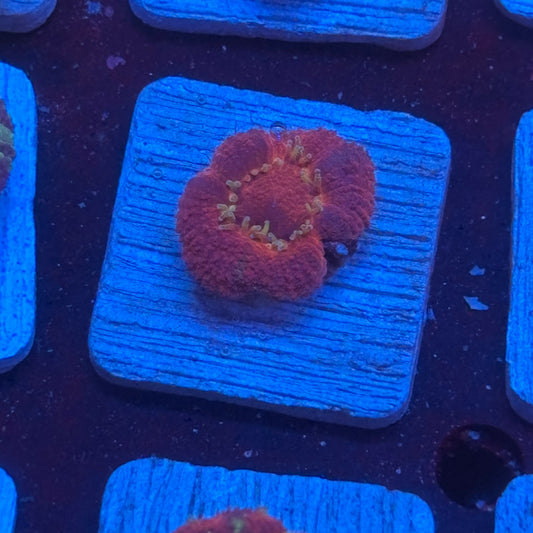 Aquacultured Acan WYSIWYG J2-F6-M08