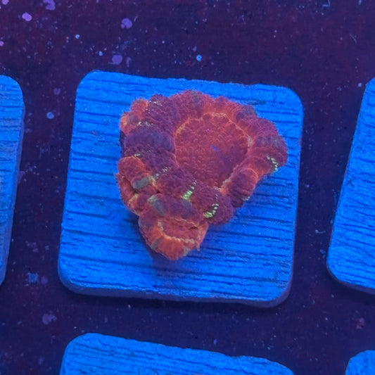 Aquacultured Acan WYSIWYG J2-F7-M08