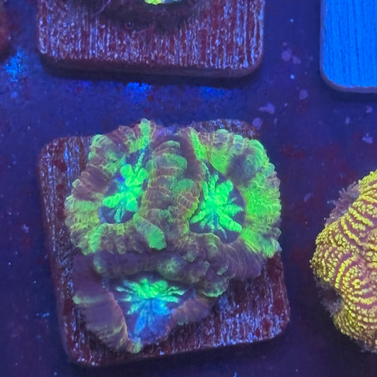 Aquacultured Acan WYSIWYG J2-G1-M08