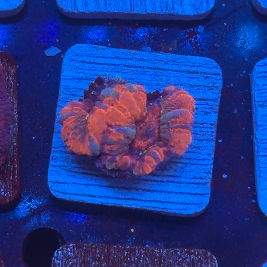 Aquacultured Acan WYSIWYG J2-G3-M08