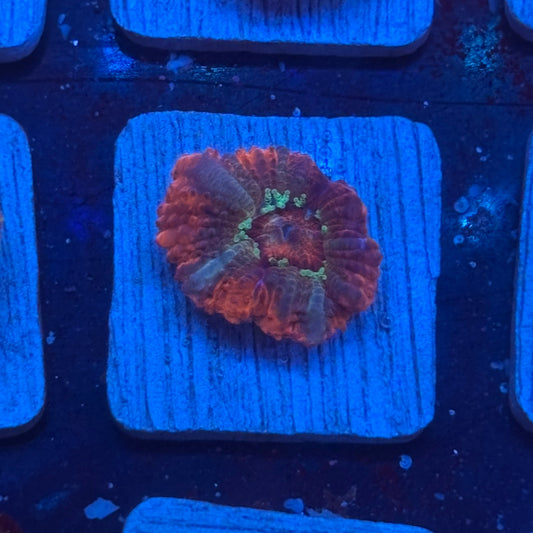 Aquacultured Acan WYSIWYG J2-G4-M08