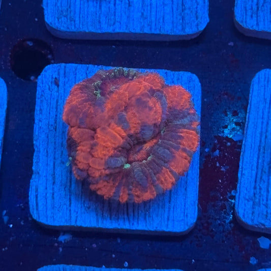 Aquacultured Acan WYSIWYG J2-G5-M08