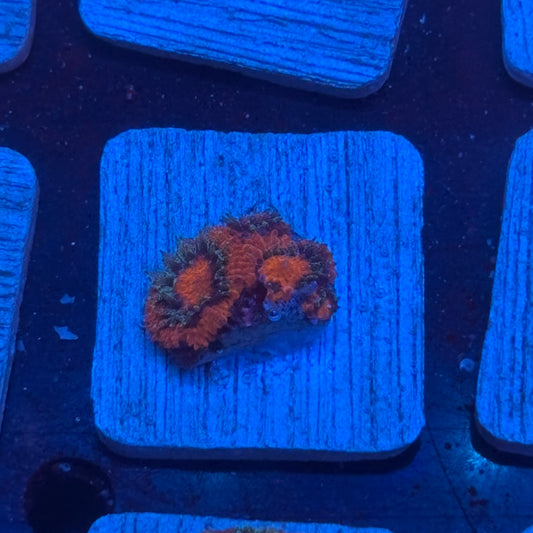 Aquacultured Acan WYSIWYG J2-G6-M08