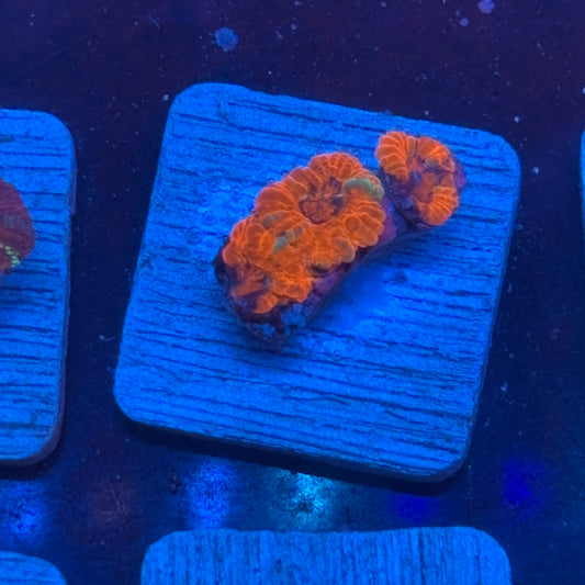 Aquacultured Acan WYSIWYG J2-G7-M08