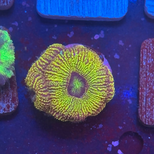Aquacultured Acan WYSIWYG J2-H1-M08
