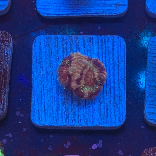 Aquacultured Acan WYSIWYG J2-H2-M08