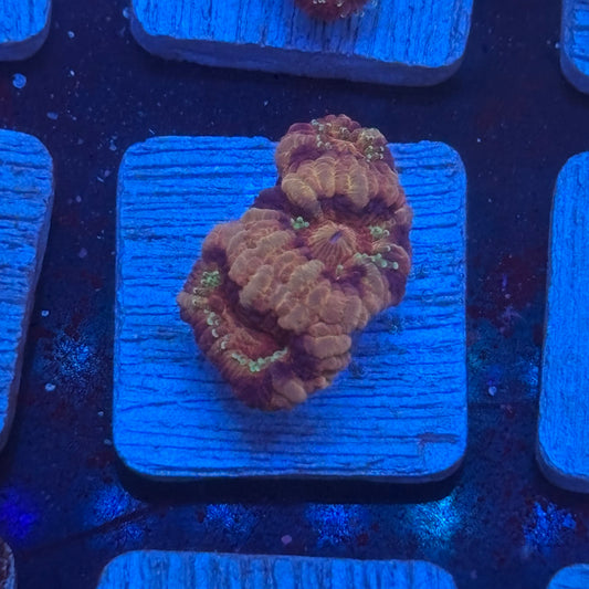 Aquacultured Acan WYSIWYG J2-H3-M08