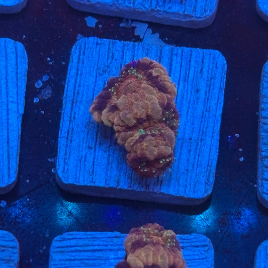 Aquacultured Acan WYSIWYG J2-H4-M08