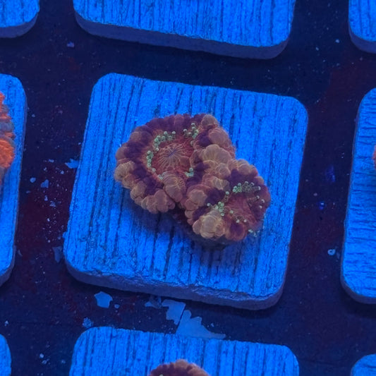 Aquacultured Acan WYSIWYG J2-H5-M08