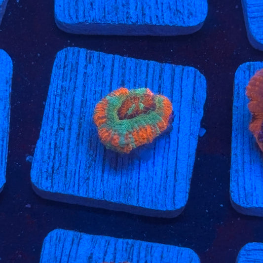 Aquacultured Sour Mint Asian Acan WYSIWYG J2-H6-M08