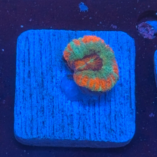 Aquacultured Sour Mint Asian Acan WYSIWYG J2-H7-M08