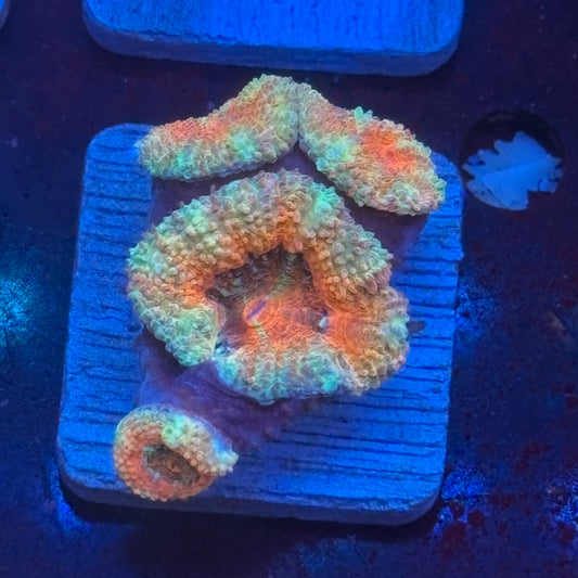 Aquacultured Peppermint Asian Asian Acan WYSIWYG J2-I2-M08
