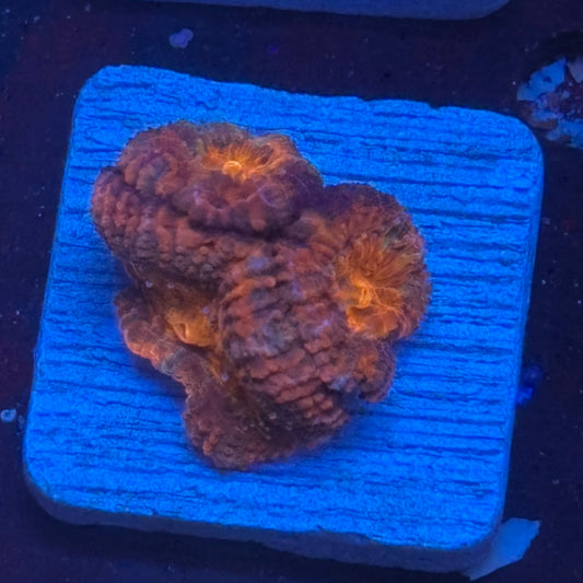 Aquacultured Acan WYSIWYG J2-I5-M08