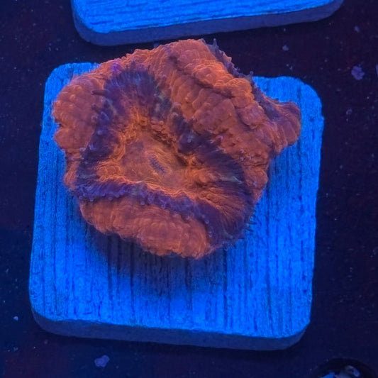 Aquacultured Acan WYSIWYG J2-I6-M08