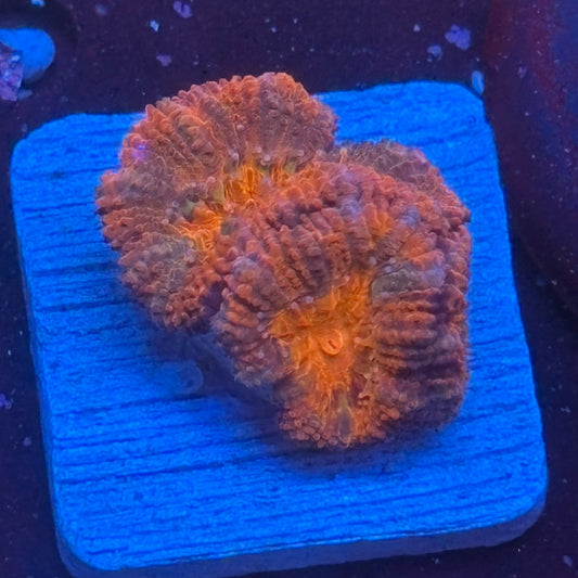 Aquacultured Acan WYSIWYG J2-I7-M08