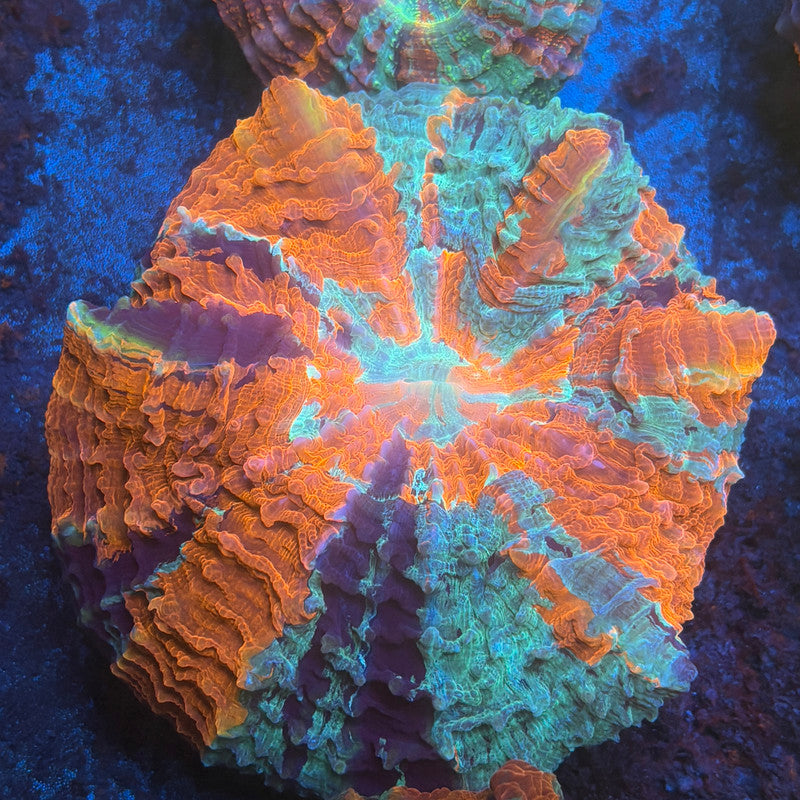Rainbow Acanthophyllia B01-02-M08