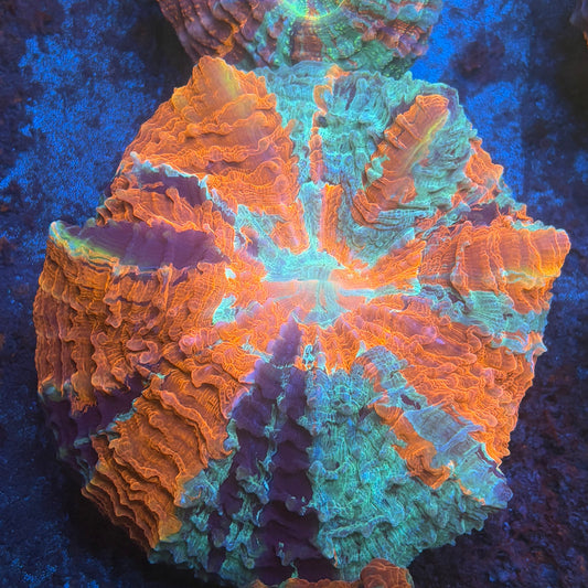 Rainbow Acanthophyllia B01-02-M08