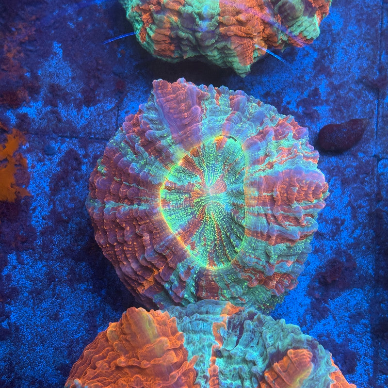 Premium Acanthophyllia B01-03-M08