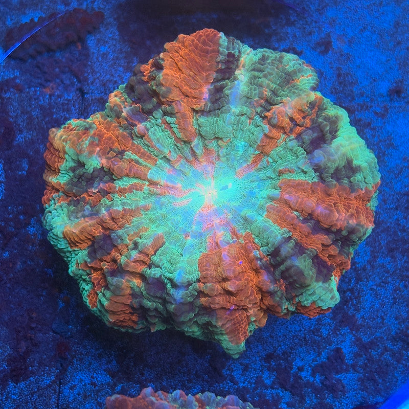 Rainbow Acanthophyllia B01-04-M08