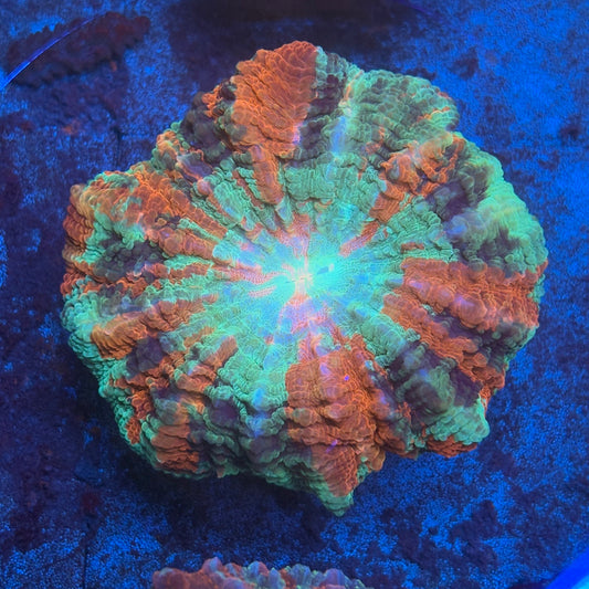 Rainbow Acanthophyllia B01-04-M08