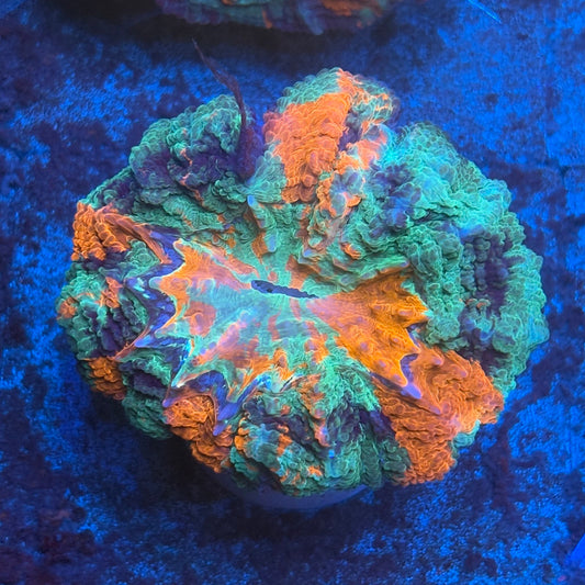Rainbow Acanthophyllia B01-06-M08