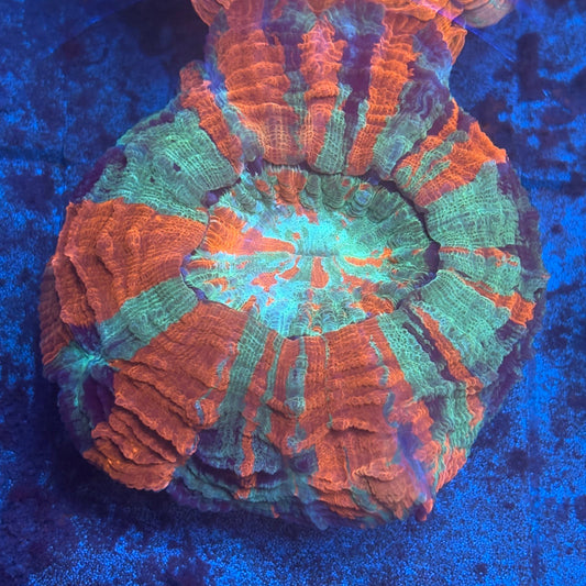 Rainbow Acanthophyllia B01-07-M08