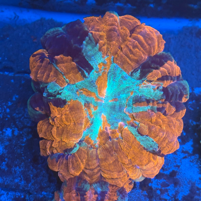 Rainbow Acanthophyllia B01-08-M08
