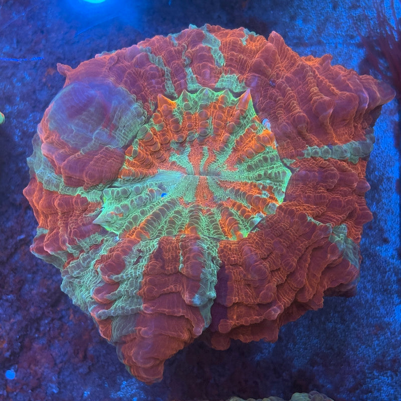 Rainbow Acanthophyllia B02-01-M08