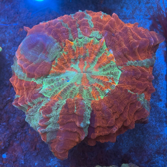 Rainbow Acanthophyllia B02-01-M08