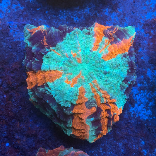 Ultra Acanthophyllia B02-02-M08